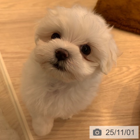 マルチーズの写真