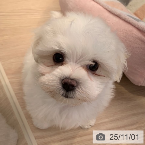 マルチーズの写真