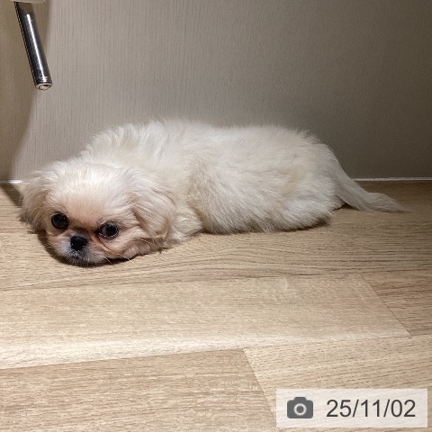 ペキニーズの写真
