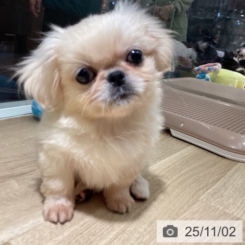 ペキニーズの写真