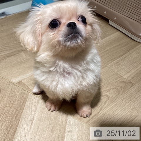 ペキニーズの写真