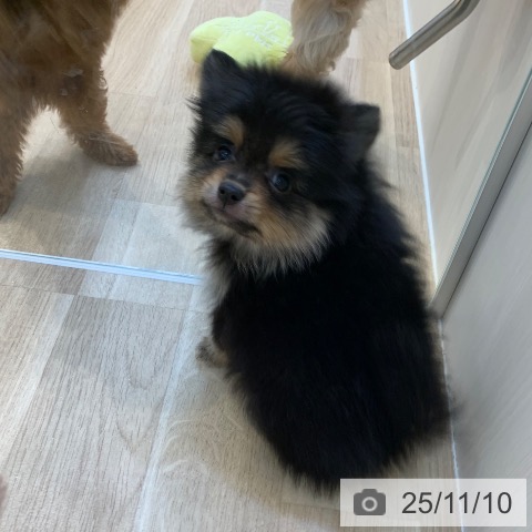 神奈川県のポメラニアン (ペットプラス 川崎ルフロン店/2025年9月1日生まれ/男の子/ブラックタン)の子犬の4枚目の画像