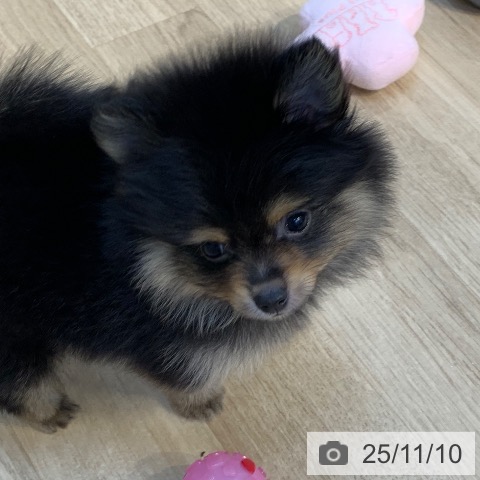 神奈川県のポメラニアン (ペットプラス 川崎ルフロン店/2025年9月1日生まれ/男の子/ブラックタン)の子犬の3枚目の画像