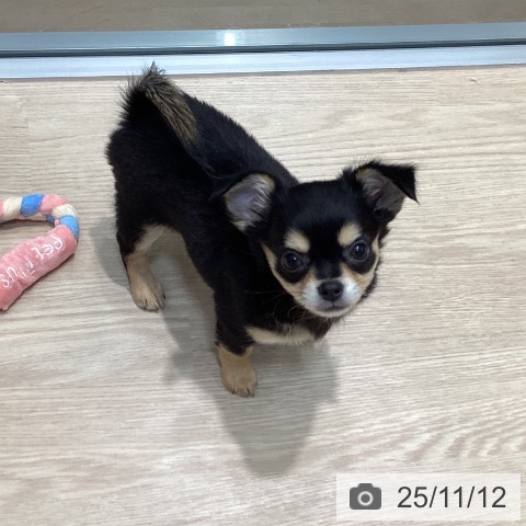 千葉県のチワワ(ロング) (ペットプラス 柏店/2025年9月1日生まれ/女の子/ブラックタン)の子犬の4枚目の画像