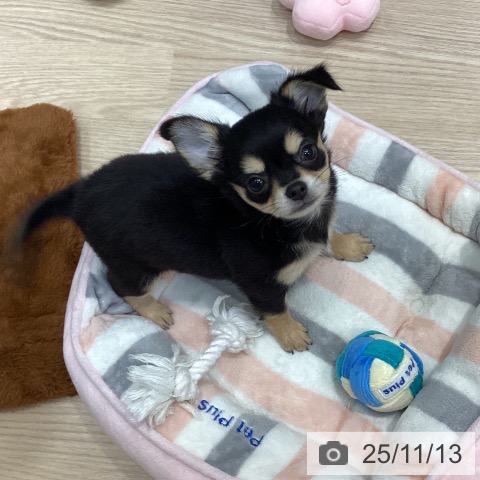 千葉県のチワワ(ロング) (ペットプラス 柏店/2025年9月1日生まれ/女の子/ブラックタン)の子犬の3枚目の画像