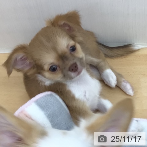 青森県のチワワ(ロング) (ペットプラス 青森浜田店/2025年9月1日生まれ/女の子/チョコレートフォーンホワイト)の子犬の4枚目の画像