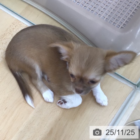 青森県のチワワ(ロング) (ペットプラス 青森浜田店/2025年9月1日生まれ/女の子/チョコレートフォーンホワイト)の子犬の3枚目の画像