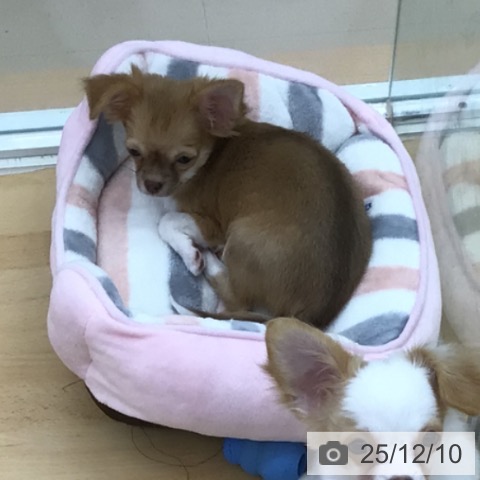 青森県のチワワ(ロング) (ペットプラス 青森浜田店/2025年9月1日生まれ/女の子/チョコレートフォーンホワイト)の子犬の4枚目の画像