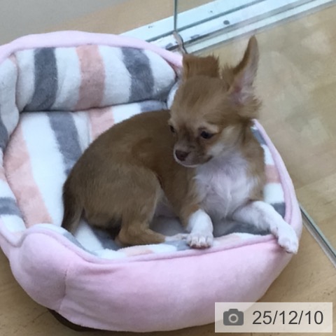 青森県のチワワ(ロング) (ペットプラス 青森浜田店/2025年9月1日生まれ/女の子/チョコレートフォーンホワイト)の子犬の3枚目の画像