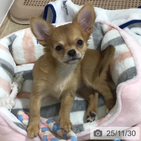 長野県のチワワ(ロング) (ペットプラス 長野店/2025年9月1日生まれ/女の子/レッドホワイト)の子犬の4枚目の画像