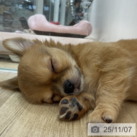 長野県のチワワ(ロング) (ペットプラス 長野店/2025年9月1日生まれ/女の子/レッドホワイト)の子犬の3枚目の画像