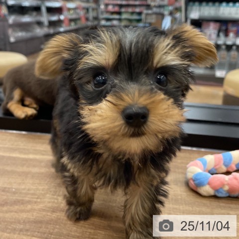 ヨークシャー・テリアの写真