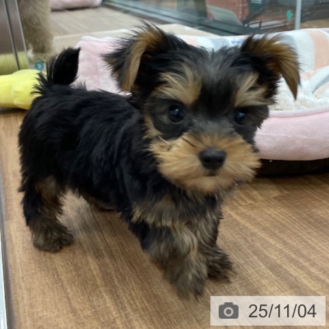 ヨークシャー・テリアの写真