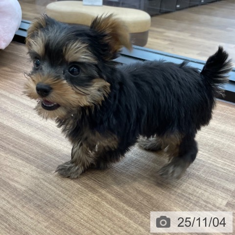 ヨークシャー・テリアの写真