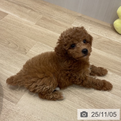 群馬県のトイプードル(トイ) (ペットプラス イオンモール太田店/2025年8月24日生まれ/男の子/レッド)の子犬の4枚目の画像