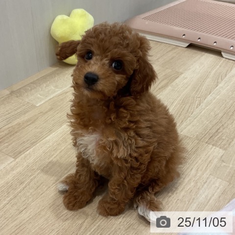 群馬県のトイプードル(トイ) (ペットプラス イオンモール太田店/2025年8月24日生まれ/男の子/レッド)の子犬の3枚目の画像