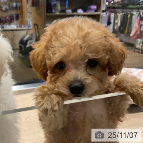 トイ・プードルの写真