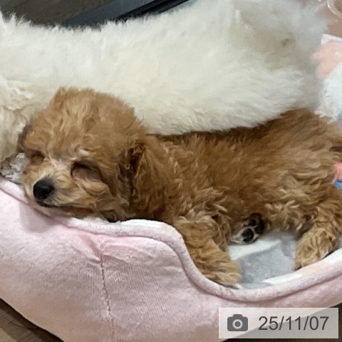 トイ・プードルの写真