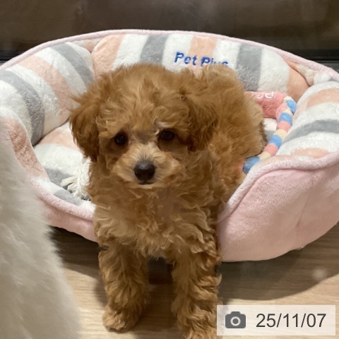 トイ・プードルの写真