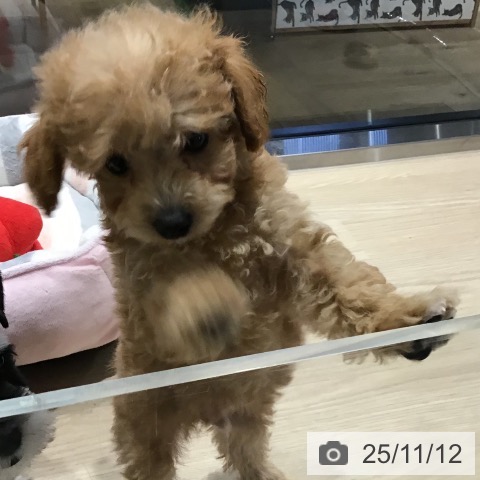 トイ・プードルの写真