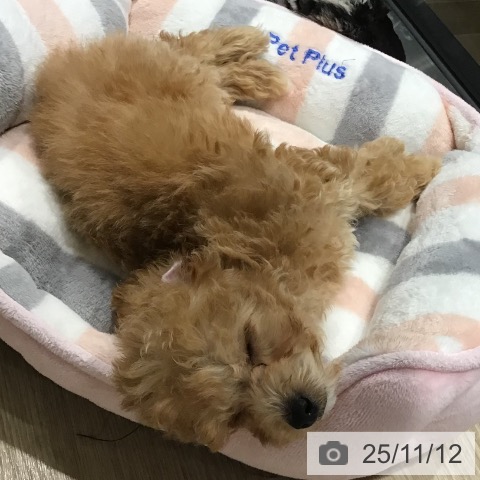 トイ・プードルの写真