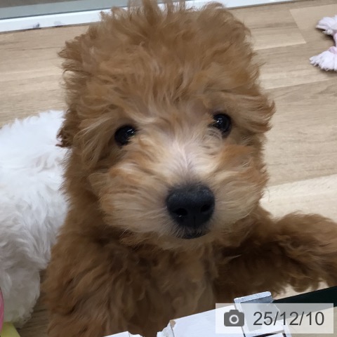 東京都のトイプードル(トイ) (ペットプラス 日の出店/2025年8月24日生まれ/男の子/アプリコット)の子犬の4枚目の画像