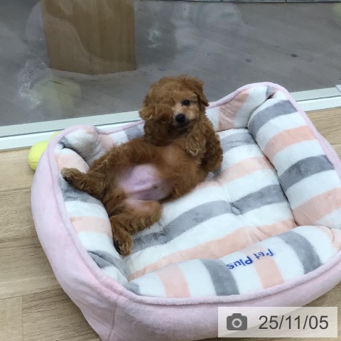 東京都のトイプードル(トイ) (ペットプラス 日の出店/2025年8月24日生まれ/男の子/アプリコット)の子犬の3枚目の画像