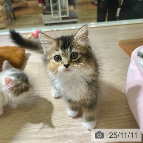 ラガマフィンの写真