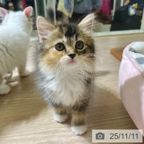 ラガマフィンの写真