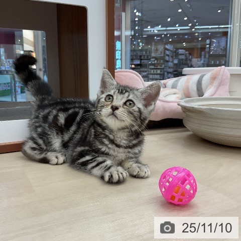 アメリカンショートヘアの写真