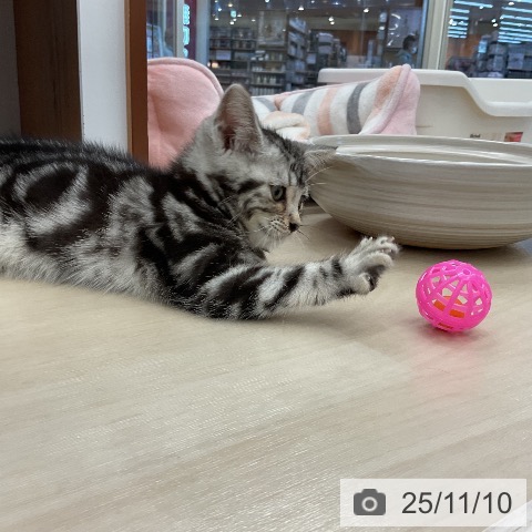 アメリカンショートヘアの写真