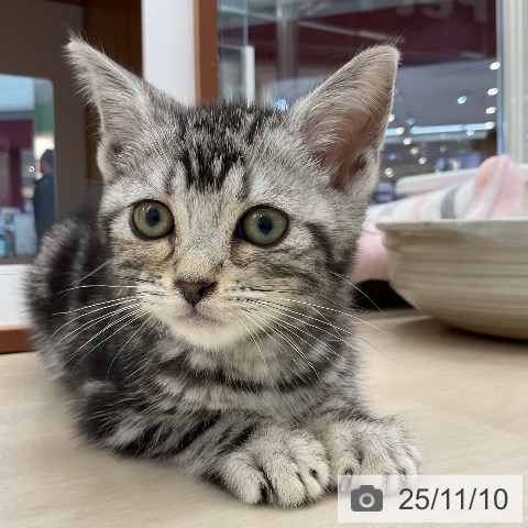 アメリカンショートヘアの写真