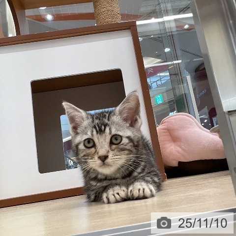 アメリカンショートヘアの写真