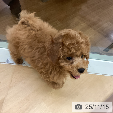 トイ・プードルの写真