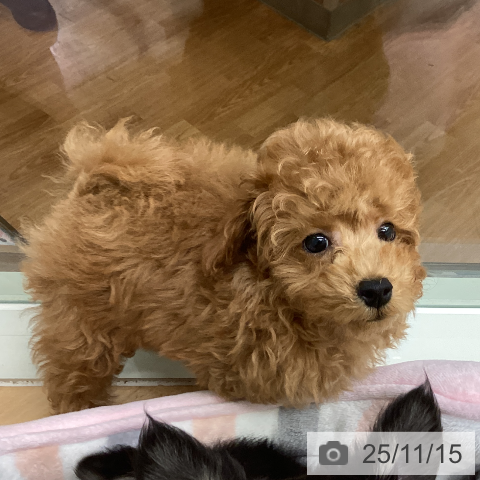 トイ・プードルの写真