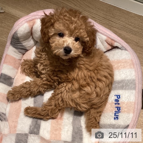 トイ・プードルの写真