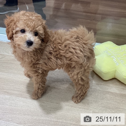 トイ・プードルの写真