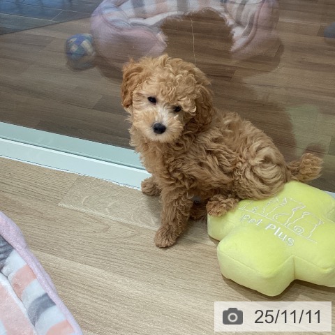 トイ・プードルの写真