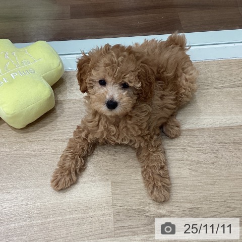 トイ・プードルの写真