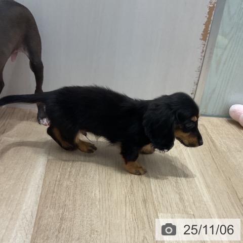 カニーンヘン・ダックスフンドの写真