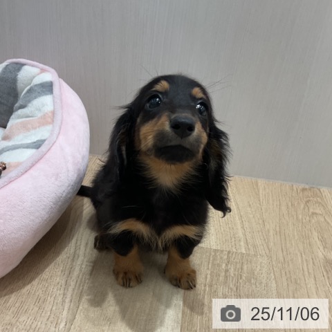 カニーンヘン・ダックスフンドの写真