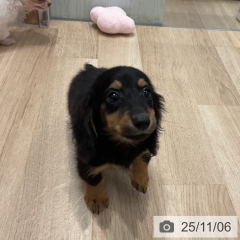 カニーンヘン・ダックスフンドの写真