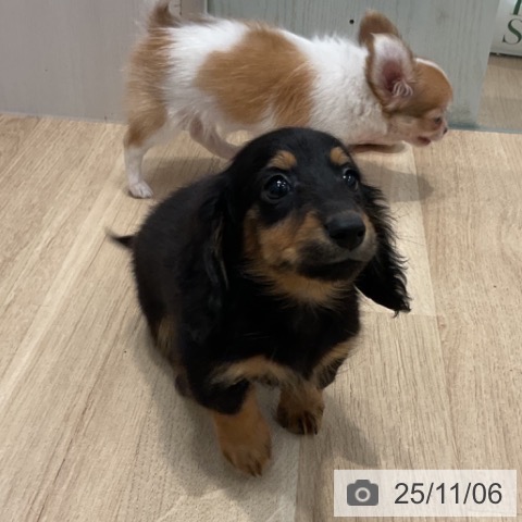 カニーンヘン・ダックスフンドの写真