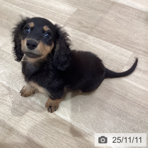 カニーンヘン・ダックスフンドの写真