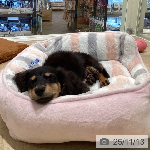 カニーンヘン・ダックスフンドの写真