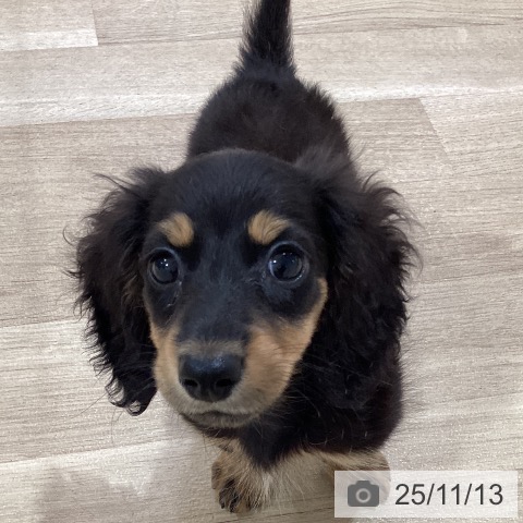 カニーンヘン・ダックスフンドの写真