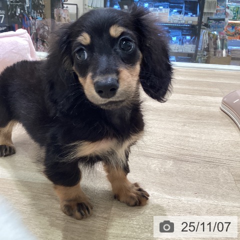 カニーンヘン・ダックスフンドの写真