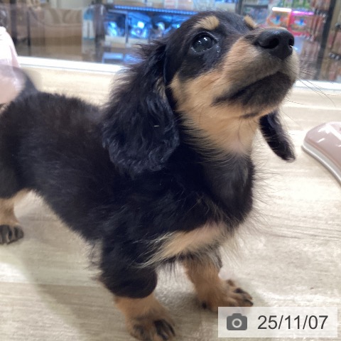 カニーンヘン・ダックスフンドの写真