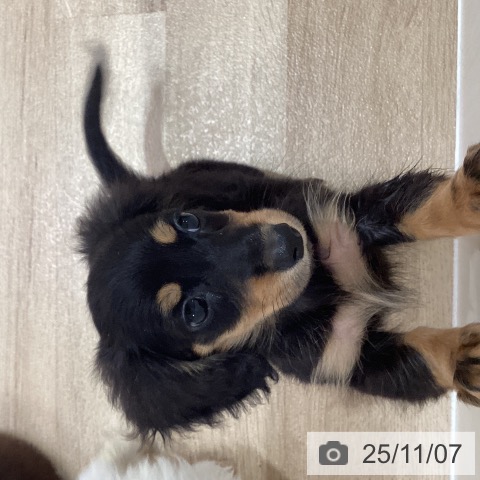 カニーンヘン・ダックスフンドの写真