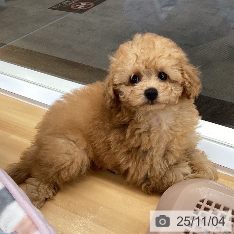 トイ・プードルの写真